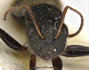 Media type: image;   Entomology 17008 Aspect: head frontal view